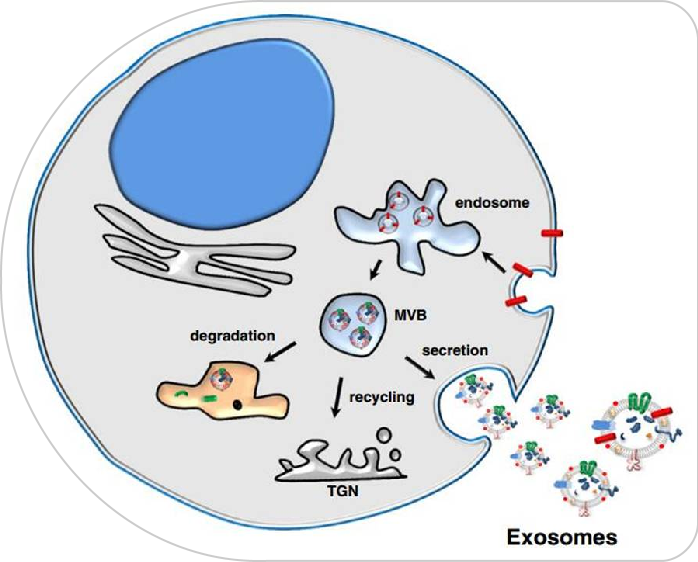 С����99��(�й���) - �ٷ���վ